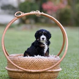 Bourbon - Tri-color male Bernedoodle puppy in Denham Springs, Louisiana from GimiPup Doodles