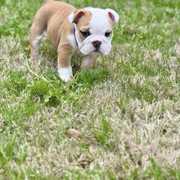 Mr. Sir - Fawn and white male Bulldog puppy in Villa Rica, Georgia from Red Clay Bullies