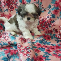 Shih Tzu Puppies from One of A Kind Shih-Tzu's