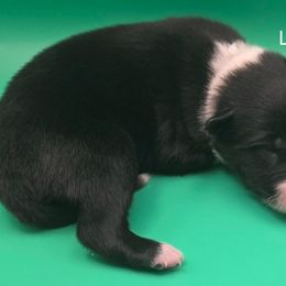 Lt. Green - Black and white male Border Collie puppy in Itasca, Texas from KMA Ranch