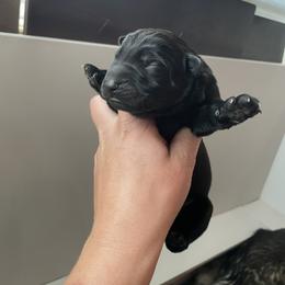 Dark Pink - Black female German Shepherd puppy in Pahrump, Nevada from Wachhund Kennels