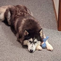 Siberian Huskies from Humorous Huskies