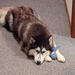 Siberian Huskies from Humorous Huskies