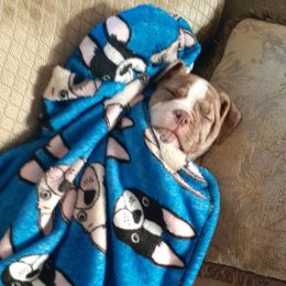 Alapaha Blue Blood Bulldog Puppies from Eclipse Alapaha Kennels