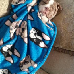 Alapaha Blue Blood Bulldog Puppies from Eclipse Alapaha Kennels