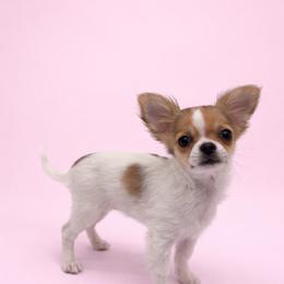 Fawn spotted on white - Red and white female Chihuahua puppy in Smyrna, Georgia from GeorgiasChihuahuas