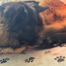 Girl 3 - Black and red female German Shepherd puppy in Mount Vernon, Missouri from German Haus German Shepherds LLC