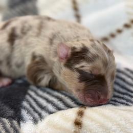 Dixon - Red merle male Australian Shepherd puppy in Nicholasville, Kentucky from Sugar Creek Aussies