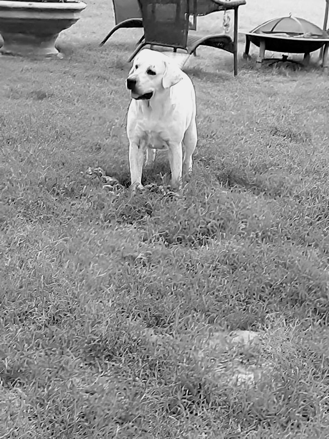 Koda