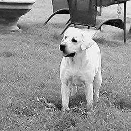 Koda - Labrador Retriever