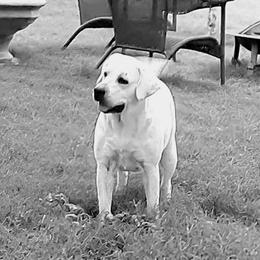 Koda - Labrador Retriever