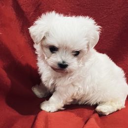 Lily - White female Maltese puppy in Sulphur Springs, Texas from Johnny's Pets