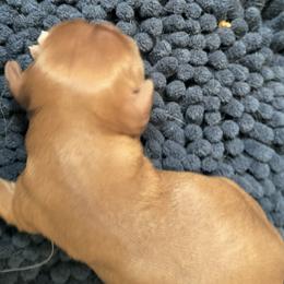 Ginger Snap - Ruby female Cavalier King Charles Spaniel puppy in Franklin, North Carolina from Cavaliers of the County Macon