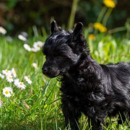 Chinese Crested and Great Dane Puppies from North Park Great Danes and Making Waves Chinese Cresteds