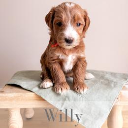 Willie - Red  male Goldendoodle puppy in Melba, Idaho from KZ Doodles