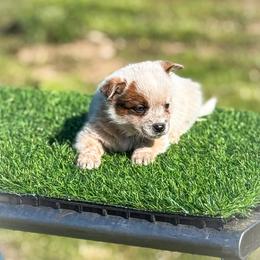 Brown collar - Red speckled male Australian Cattle Dog puppy in Spokane, Washington from 4D Cattle Dogs