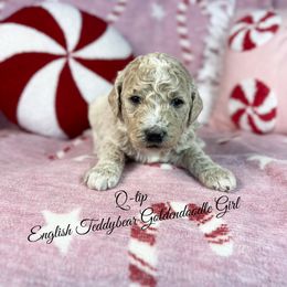 Q-tip - Apricot female Goldendoodle puppy in Grove, Oklahoma from Guinn Family Farms