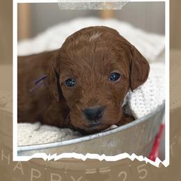 Madison - Red  female Goldendoodle puppy in Zeeland, Michigan from Dandelion Lane Doodles