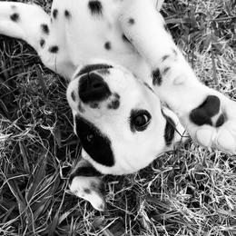 Dalmatian and Labrador Retriever Puppies from ECMO Farm Dalmatians & ECMO Farm Fox Red Labs