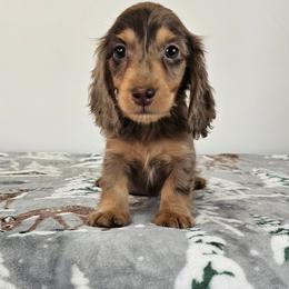 Chocolate and tan dapple male (small spots) - Dapple male Dachshund puppy in Belle Rive, Illinois from Akin's Miniature Dachshunds, LLC