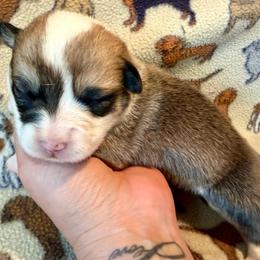 Male 1 - Red male Pembroke Welsh Corgi puppy in Thornton, New Hampshire from Dinger’s Dogs