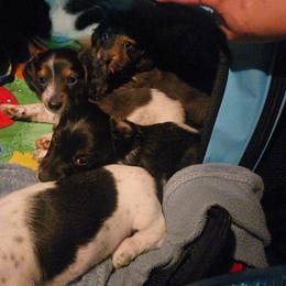 Dachshund Puppies from Kandice's Dachshunds