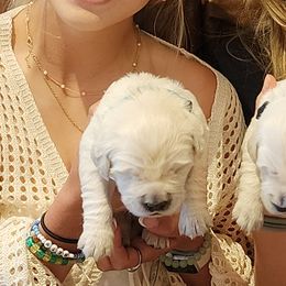 Golden Retriever Puppies from Golden West English Creams