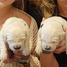 Golden Retriever Puppies from Golden West English Creams