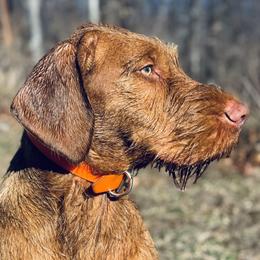 Oszkar - Wirehaired Vizsla