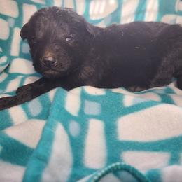 White Collar Male - Black male German Shepherd puppy in Cadet, Missouri from Working Valley Shepherds