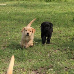 Silver - Yellow Labrador Retriever puppy in Waco, Texas from Ancient Dogges