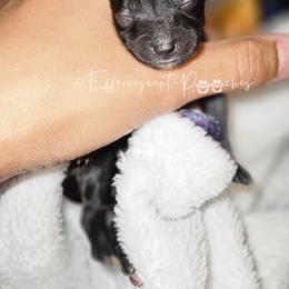 White Girl - Black female Yorkipoo puppy in Coolidge, Arizona from Effervescent-Pooches