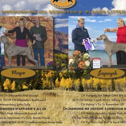 Weimaraner puppies from Diamond MK Weimaraners