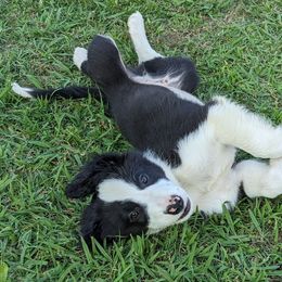 Border Collie Puppies from Water Dog Border Collies