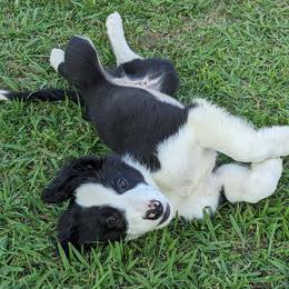 Border Collie Puppies from Water Dog Border Collies