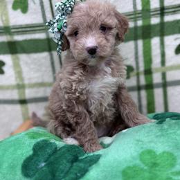Rebel - Apricot female Goldendoodle puppy in Rising Sun, Indiana from Ruby Lane Doodles
