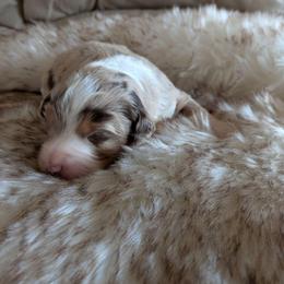 Remi - Red merle male Aussiedoodle puppy in Apache Junction, Arizona from Loving Doodle