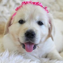Golden Retrievers from Tipsy Tails Ranch