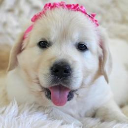 Golden Retrievers from Tipsy Tails Ranch