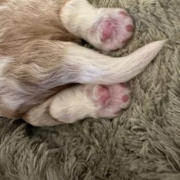 Cavalier King Charles Spaniel Puppies from Reynolds Farms Cavaliers