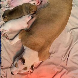 American Staffordshire Terrier Puppies from America's Best Amstaffs