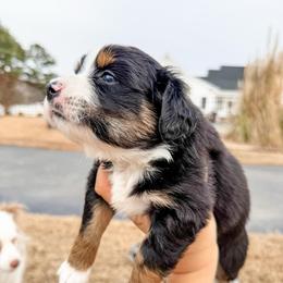 Charlie - Black tri male Miniature Australian Shepherd puppy in Goldsboro, North Carolina from Maple Ridge Farm