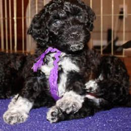 Portuguese Water Dog Puppies from Maritimo Portuguese Water Dogs