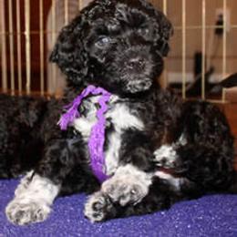 Portuguese Water Dog Puppies from Maritimo Portuguese Water Dogs