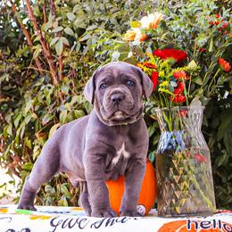 Green collar - Gray male Cane Corso puppy in Caliente, California from Rafter Cross 7