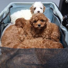 Cavapoo Puppies from Velvet Paws Cavapoos