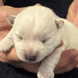 West Highland White Terrier puppies from SoundHaven Westies