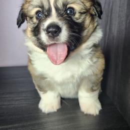 Scarlett - Sable female American Corgi puppy in Oak Harbor, Washington from Blackberry Hill Corgis