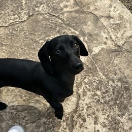 Trigger - Dachshund