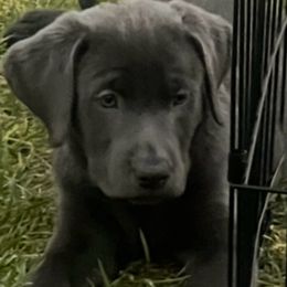 Dilute Retriever and Labrador Retriever Puppies from Silver Labrador of Southern California